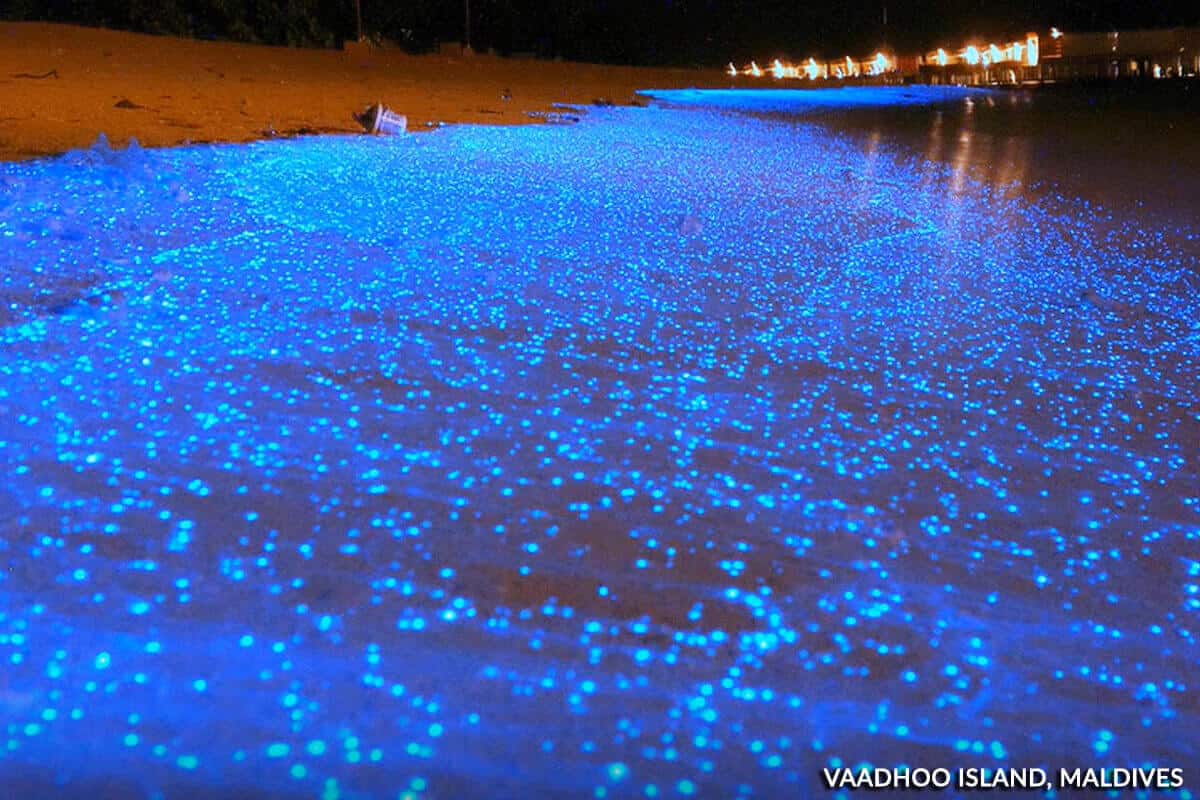 Sea of Stars - Vaadhoo Island, Maldives