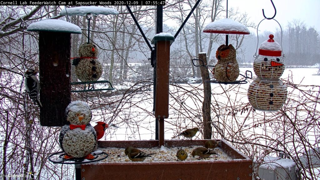 Cornell Bird Web Cam Highlights: Diverse Visitors Flock To Wintery Cornell Feeders