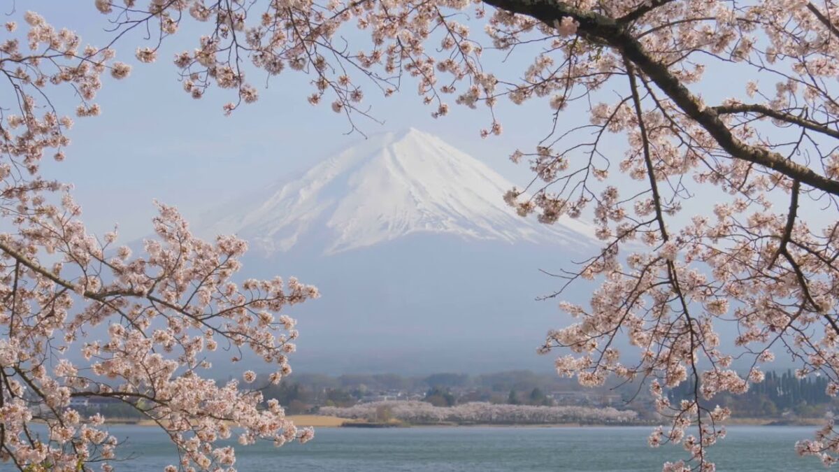 Cherry Blossoms at Mount Fiji